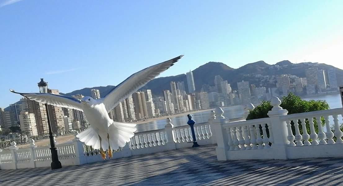 Ferienwohnung Acuarium Lux Benidorm Exterior foto